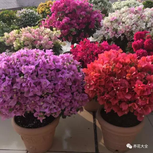 三角梅5 三角梅5