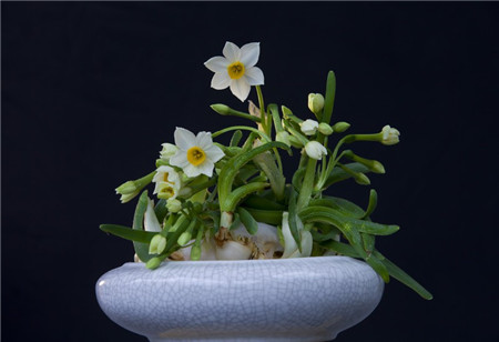 水仙花适时开花方法:适当的光照温度 水仙花适时开花方法:适当的光照温度