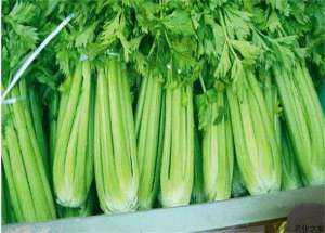 芹菜的斑枯病巧防治