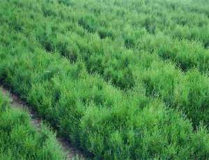 夏季新栽侧柏种植的管护
