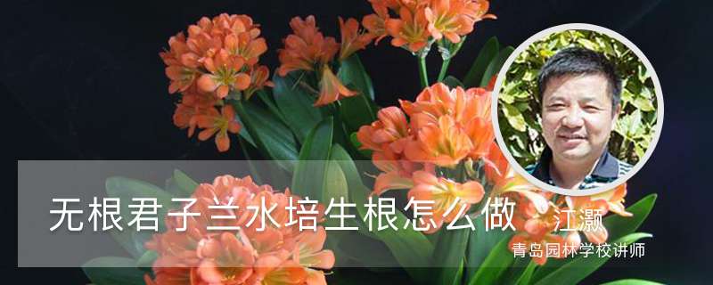 无根君子兰水培生根怎么做 无根君子兰水培生根怎么做