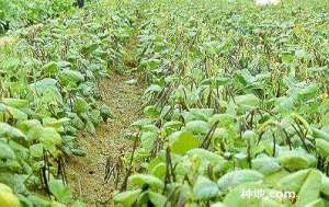 怎么种绿豆能高产？