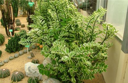 红雀珊瑚的价值 红雀珊瑚的价值