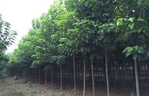 河南楸树市场价格 楸树栽培种植方法