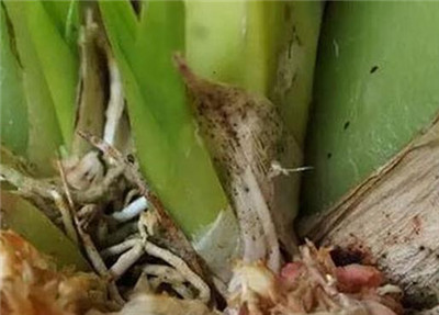 文心兰换盆五:长芽 文心兰换盆五:长芽