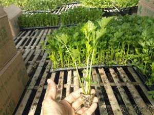夏季芹菜种植方法