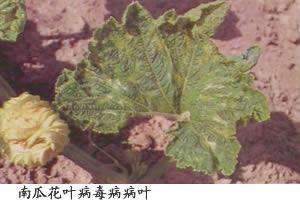 南瓜花叶病毒病如何用药