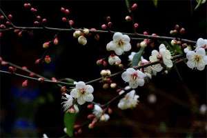 四季梅花的繁殖方法