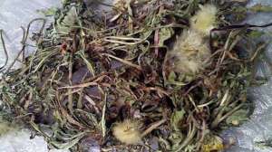 蒲公英的功效与作用及食用方法