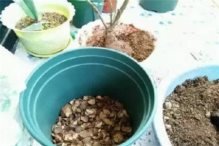 花生核桃等果壳垫盆底 花生核桃等果壳垫盆底