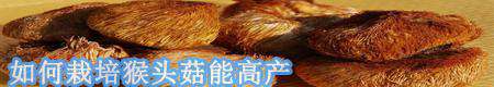 猴头菇为什么长畸形?