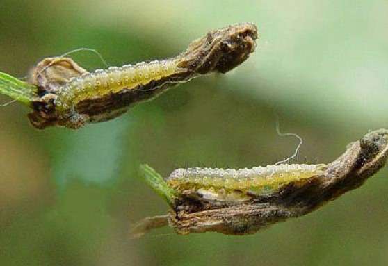 种萝卜怎样防治菜螟?