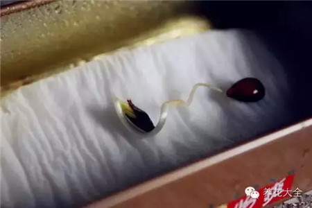 埋入准备好的育苗土 埋入准备好的育苗土