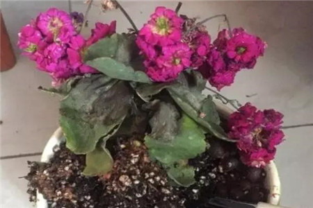 长寿花 长寿花