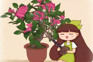 记住这5点，茶花疯狂冒花苞，开花碗口大！