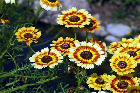 花环菊 花环菊