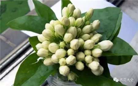 茉莉 茉莉