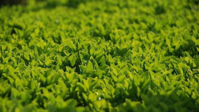 冬青的花语是什么 冬青的花语是什么