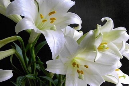 百合 百合