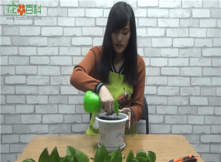 第二步:准备土壤 第二步:准备土壤
