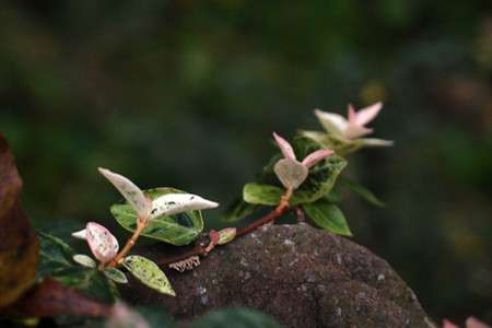 花叶络石 花叶络石