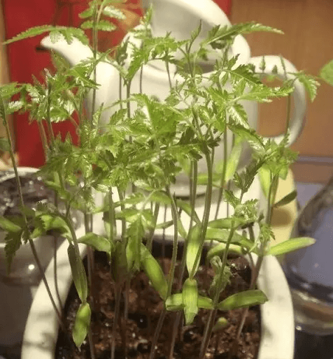 栾树盆栽 栾树盆栽