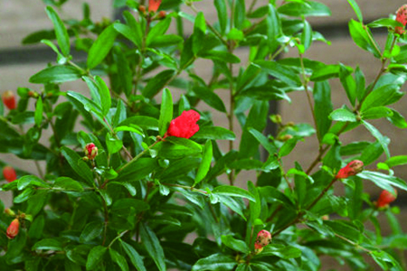 石榴花 石榴花