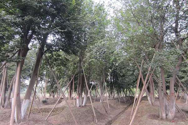 “苗木种植建议”知道这个卖价翻倍！6.jpg