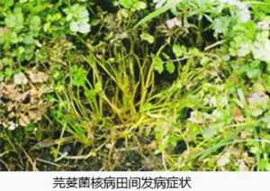 香菜菌核病的症状、发病条件及防治措施
