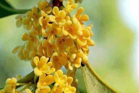 桂花 桂花
