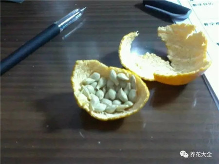 橘子籽 橘子籽