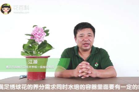 绣球花 绣球花