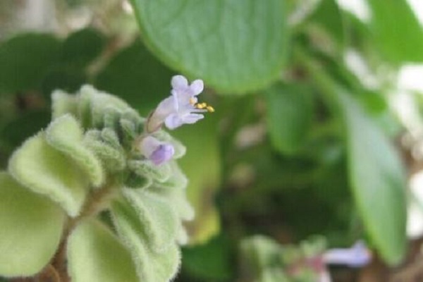 碰碰香什么时候开花 碰碰香什么时候开花