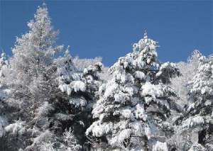 雪松种植的关键技术