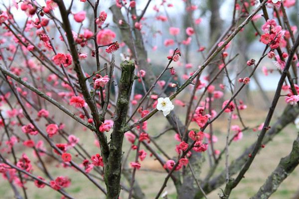 怎么让一株梅花开出两种颜色 怎么让一株梅花开出两种颜色
