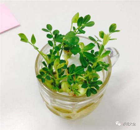 花生 花生