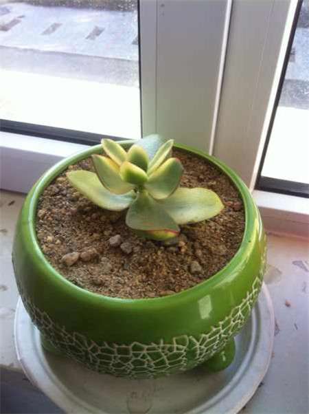 花月锦的繁殖方法 花月锦的繁殖方法