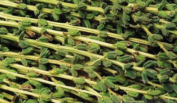 芝麻病虫害防治技术