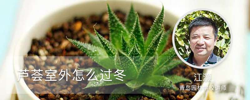 芦荟室外怎么过冬 芦荟室外怎么过冬