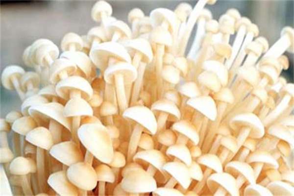 金针菇的栽培技术