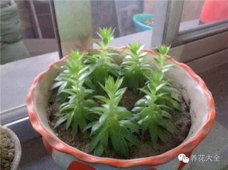 观音莲 观音莲