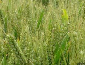 小麦种植技术之湿害防治方法