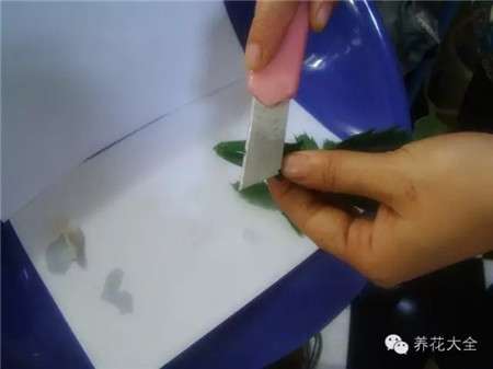 去皮 去皮