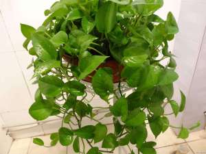 哪些花卉植物适合在室内养？