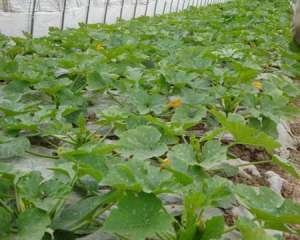 大棚秋冬茬西葫芦高产栽培技术