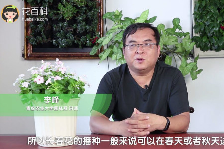 长春花 长春花