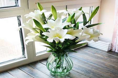 百合花 百合花
