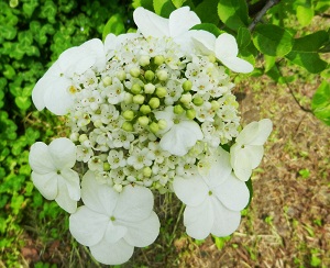 琼花 琼花