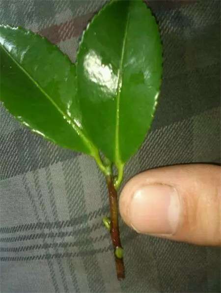 茶花 茶花