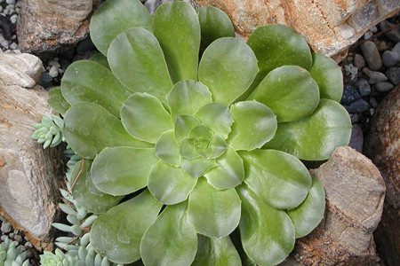 莲花掌 莲花掌